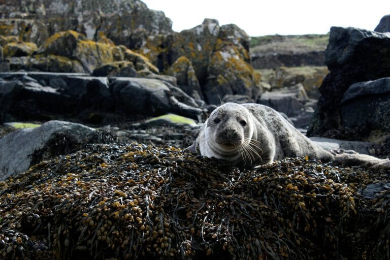 A seal resting on a rock off Trébeurden